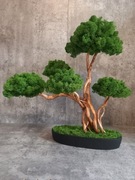 Drzewko Bonsai 50 cm. Mech Chrobotek 