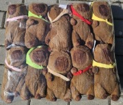 Maskotki,  pluszaki kapibara 35 cm . 10szt