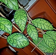 Hoja, Hoya ~ CALISTOPHYLLA SABAH IML 1762~ rosnąca 