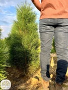 sosna czarna Green Tower, sosna Fastigiata, 100-225cm, sosny kolumnowe