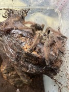 Psalmopoeus pulcher SAMIEC 3.5dc