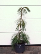 SOSNA WEJMUTKA BOYKO'S BLUE FALLS * DUŻY OKAZ * RARYTAS