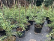Cedr himalajski, duże sadzonki 50-60cm, rabaty