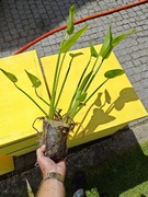 Rozpław sercolistny   Rogatek sztywny czermień błotna 