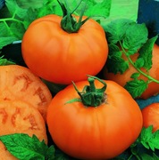 AMANA ORANGE USA Pomidor Kolekcjonerski