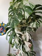 Monstera variegata ciete pedowki