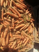 Marchew 25 kilo paszowa odpadowa dla zwierząt królików 