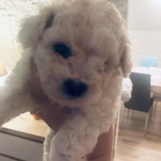 Szczeniaczek Bichon Frise FCI ZKwP GOTOWY NA DOM