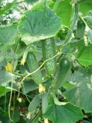 Ogórek Karaoke F1 - Nasiona Holenderskie