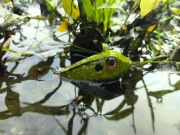 Wobler popper przynęta żaba 5cm/ zestaw 2 sztuk 