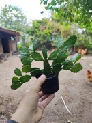 OPUNTIA BRASILIOPUNTIA DUŻA 