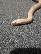 Wąż Zbożowy Z Terrarium