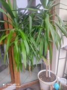 Yuka z pięknymi pioropuszami