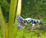 Gupik Blue Tiger King Cobra