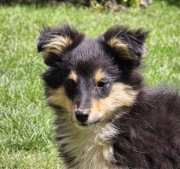Owczarek Szetlandzki Sheltie szczeniak