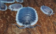 Porcellio werneri