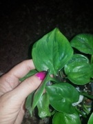 Epipremnum manjula golden cięta 