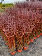 Wierzba pleciona 100-110 cm
