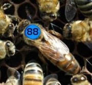 Matki Pszczele KRAINKA/Buckfast czerwiące przeziomowane