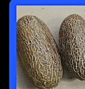 Ogórek kaiser Aleksandr  nasiona 