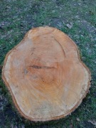 Plastry drewna lipowego na stół