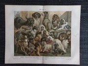 Hunde I - duża chromolitografia 1897 r