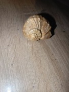 Muszla kolekcjonerska rapana venosa