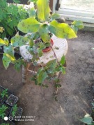 Trzykrotka Tinantia pinglei (piegusek) nr 10 dł 40 cm