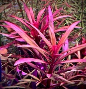 Pogostemon 'Kimberly' – Sadzonka z hodowli podwodnej 8-15cm