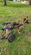Wózek inwalidzki dla dużego psa walkin pets (powyżej 35 kg)