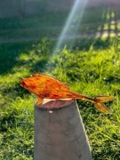 Rybka bursztynowa , sprzedam 