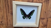 Motyl w gablotce ramce Trogonoptera trojana otwierana na ścianę 