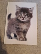 #148 Zeszyt, 96, linia, kociak