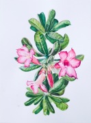 Akwarela botaniczna- Kwiat pustyni (Adenium)
