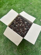 Karton szyszek 9 kg – świerk pospolity, naturalne ozdoby 2025