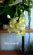 Primulina (chirita) Aiko Original, rodzina fiołek afrykański 