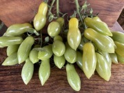 6 odmian -Koktajlowe Multiflora , Megagroniaste-pomidor nasiona