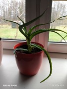 Kwiat aloes sadzonka 
