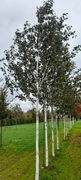 Betula utilis Doorenbos, brzoza pożyteczna, obwody: 8-25cm, kopana