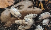 Ekipa sptrzątająca prosionki isopody porcellio Laevis dairy cow - 10 szt.