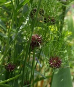 Czosnek Hair strzępiasty żółto-czerwony  50 dużych nasion