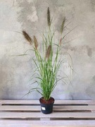 Trawy ozdobne HURT DETAL 3-letnie sadzonki