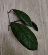 Hoya sp previously vitellinoides 