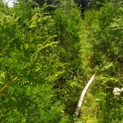 Thuja Brabant w wysokości 150-180w donice