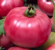 Pomidor Honey Moon F1 - Nasiona Holenderskie