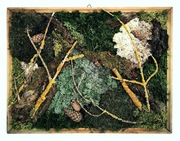 Żywy obraz mech chrobotek obraz 3D trójwymiarowy 