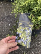 Prusznik El Dorado kolekcjonerski