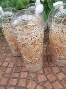 Muszki nieloty Drosophila hydei HEATPACK 