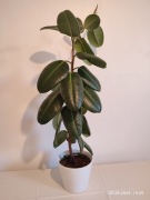 Fikus sprężysty duży 100 cm.