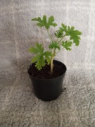 Pelargonia pachnąca geranium anginka cytrynka